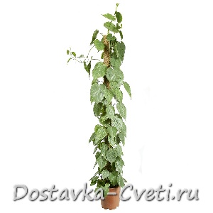 Филлодендрон Сканденс