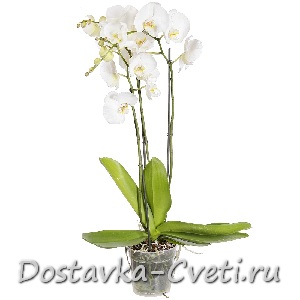 Орхидея Фаленопсис