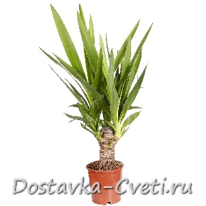 Юкка Энкель