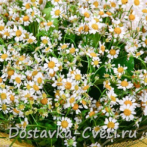 Букет ромашек