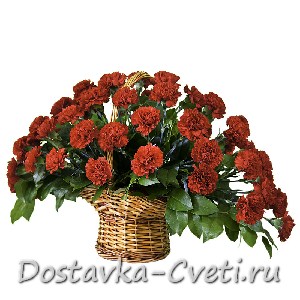 Гвоздики купить