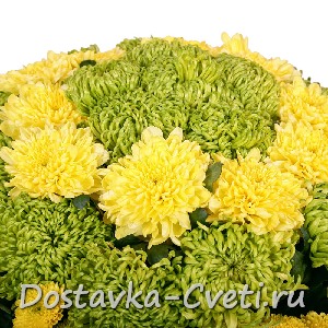 Хризантемы купить