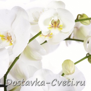 Dostavka-cveti.ru — доставка цветов по Москве | Орхидея Фаленопсис — 1750 руб.
