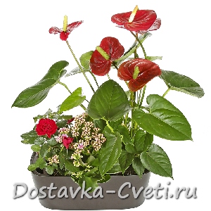 Dostavka-cveti.ru — доставка цветов по Москве | Мини-садик... — 5950 руб.